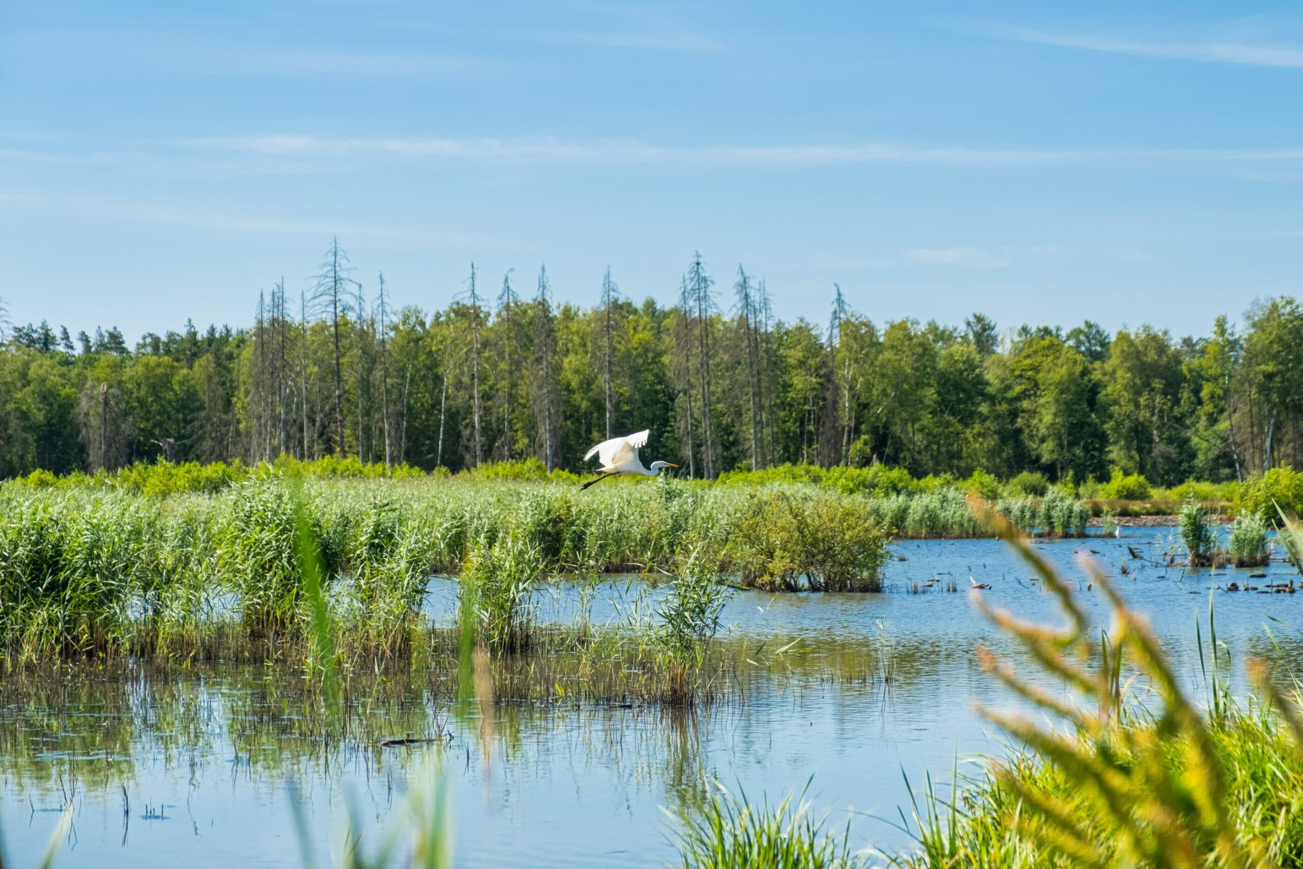 bioxfin-verkiezingen-meer-bos-kraanvogel