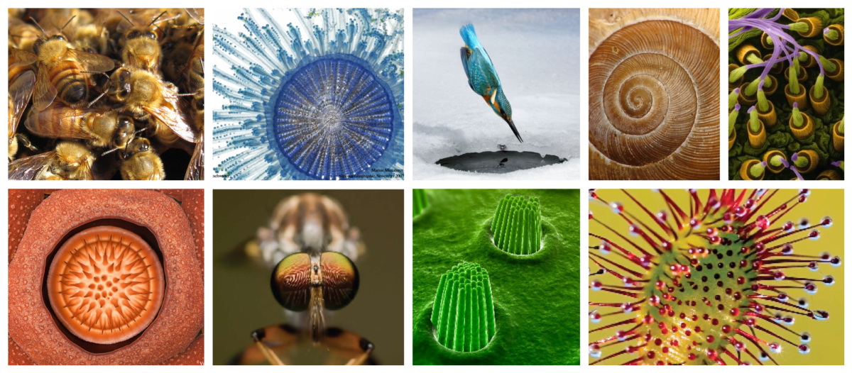 Afbeelding1 biomimicry