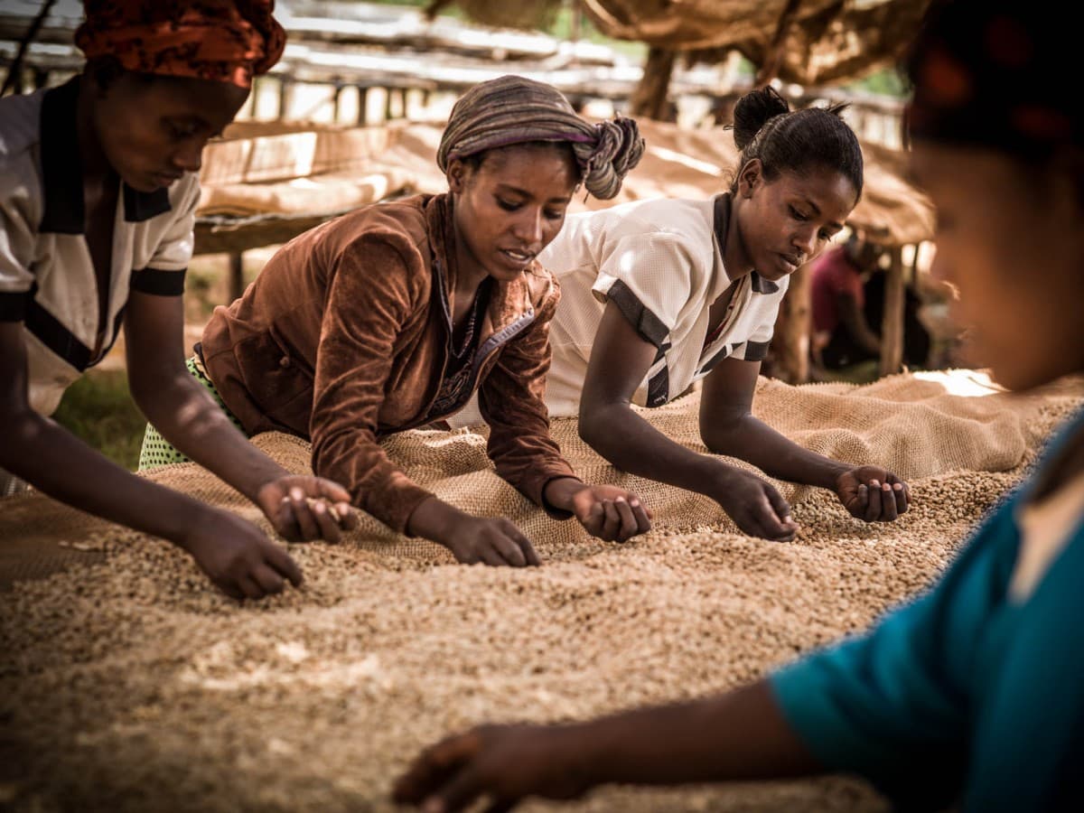 Coffee cleaning, Ethiopia 2017, Niels van Iperen