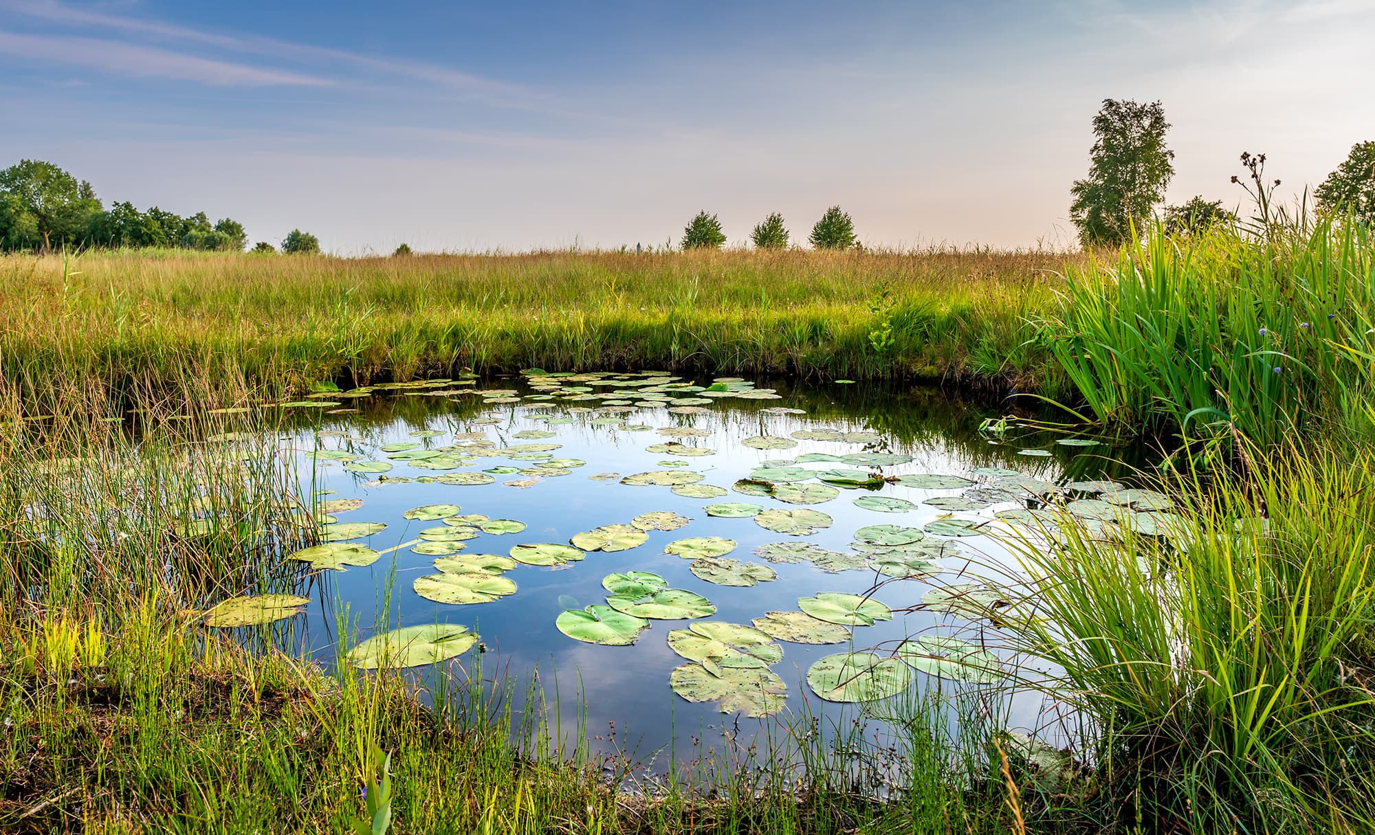 Natural pond in nature reserve near Bodegraven in the Netherland