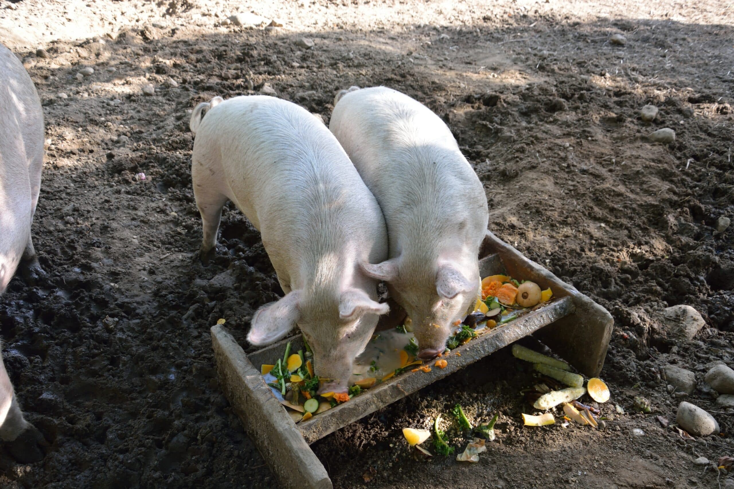 Two,Pigs,Eating,At,A,Trough,In,A,Pig,Pen